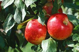 Read more about the article Getting into Apple farming in Kenya