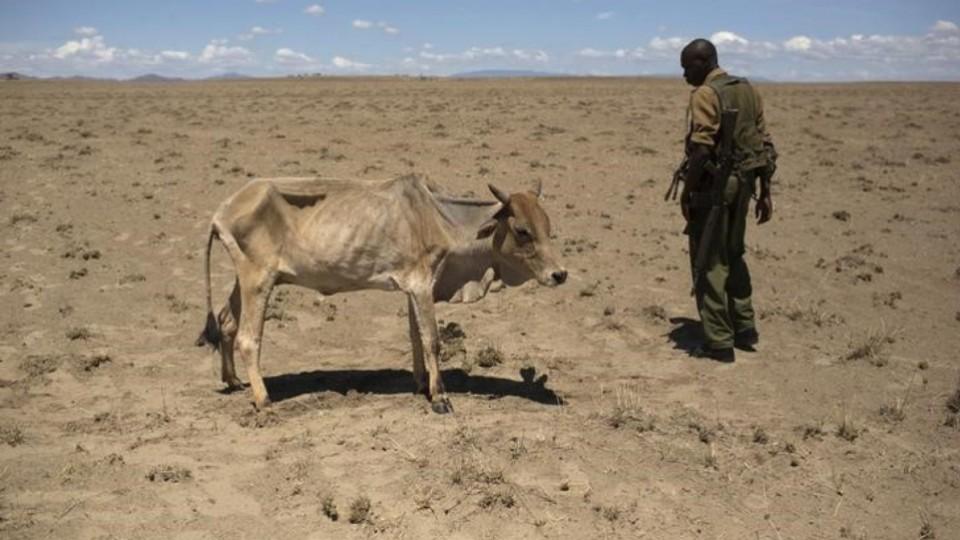 Read more about the article Tough Times Ahead In Horn Of Africa As Drought Persists