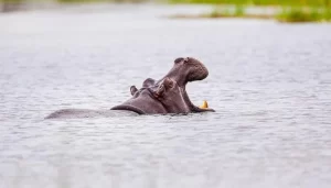 Read more about the article 16 Year Old Boy Killed By a Hippo in Lake Victoria