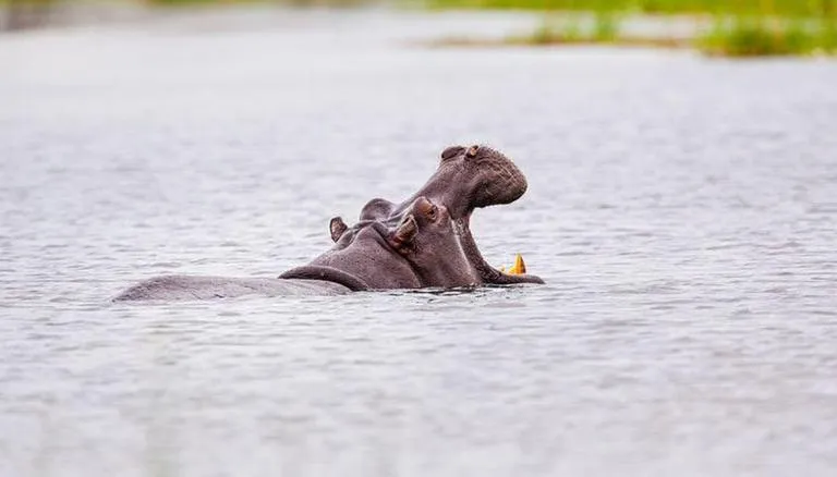 You are currently viewing 16 Year Old Boy Killed By a Hippo in Lake Victoria