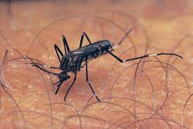 You are currently viewing A new type of mosquito found in Kenya poses a greater risk of illnesses and fatalities